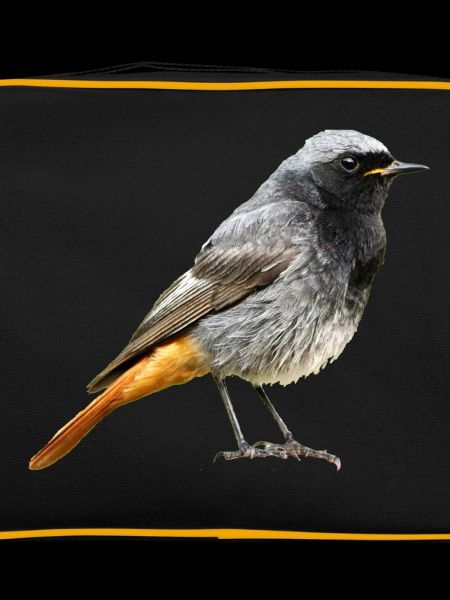 Redtail Robin