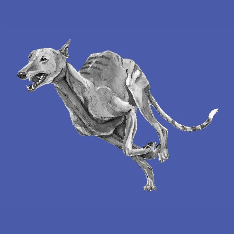 Windhund