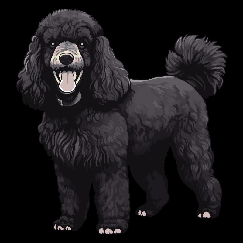 Pudel Hund Tier