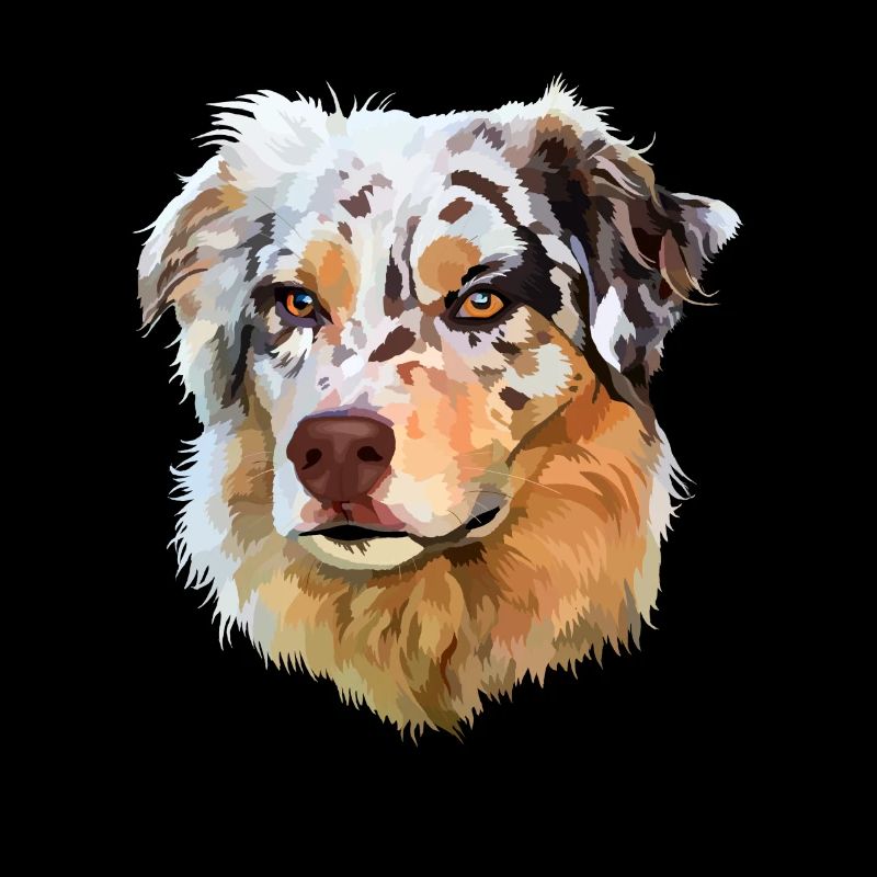 Australian Shepherd