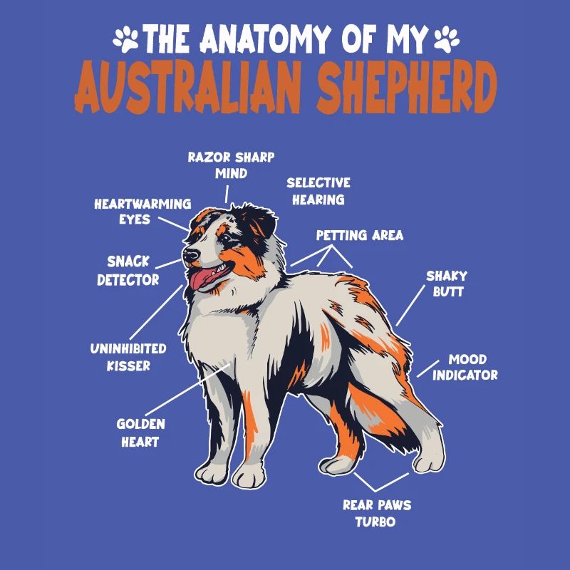 Australian Shepherd Aussie Anatomy Aussie