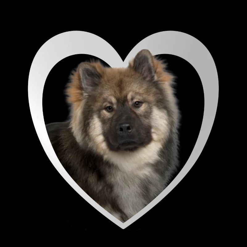 Eurasier Herz - J’aime Eurasier