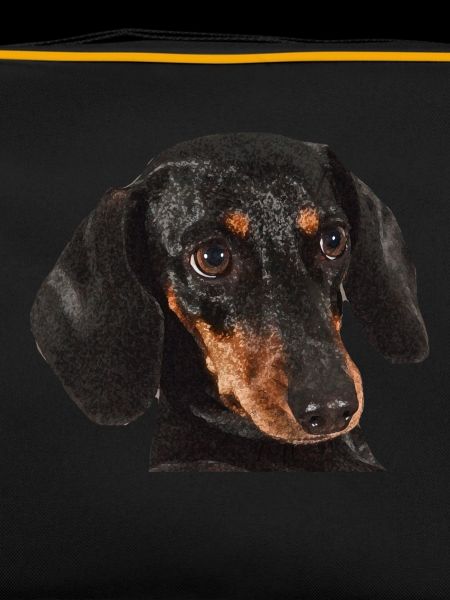 Dachshund