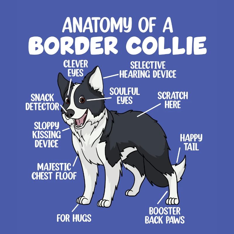 Anatomie eines Border Collie
