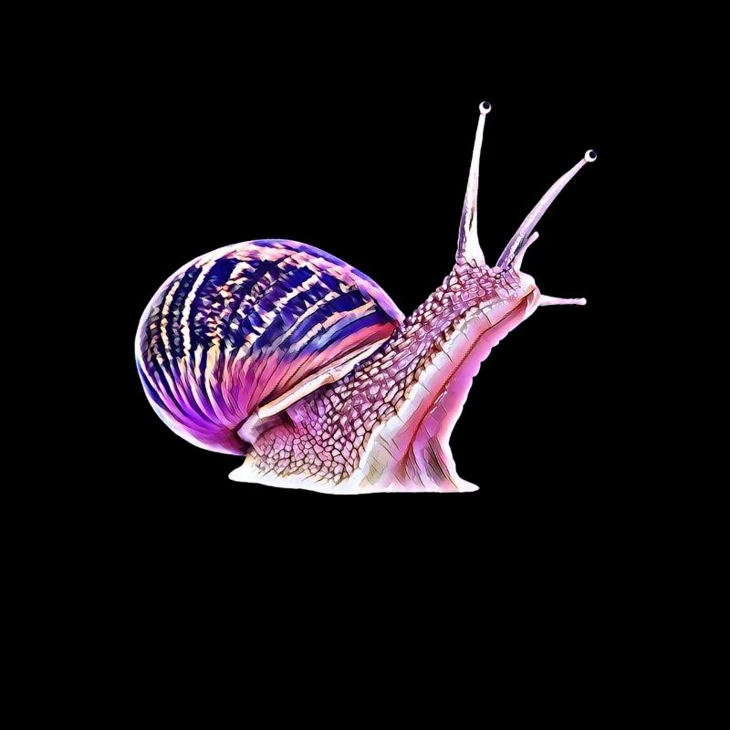 limace