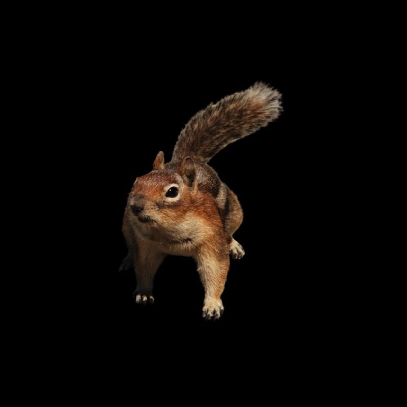 ein süßes Eichhörnchen