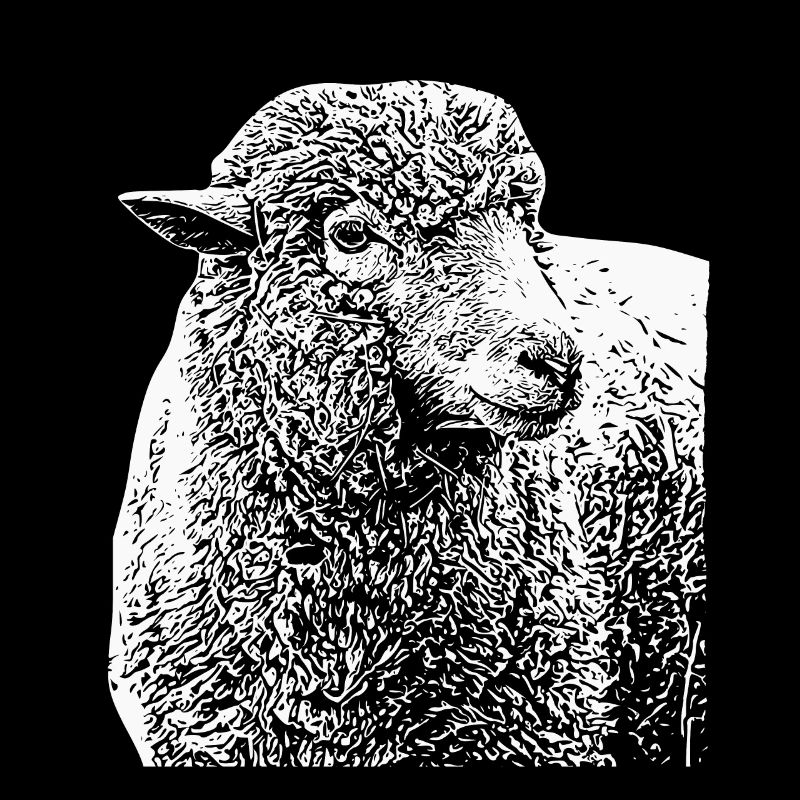 Merinoschaf Schafbock Groß Weis