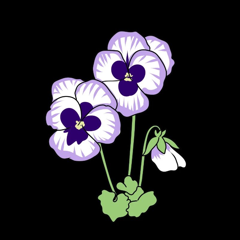 pansy