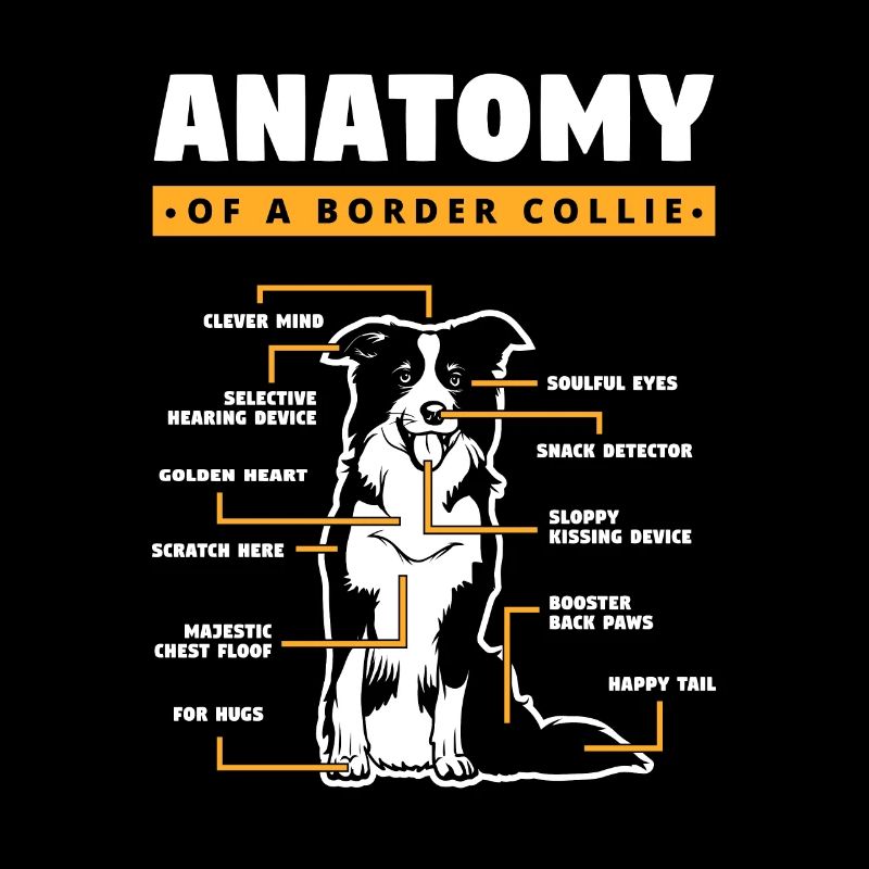 Anatomie Eines Border Collies