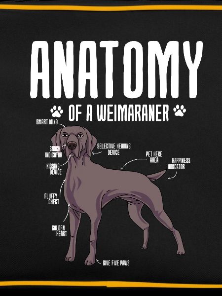 Weimaraner