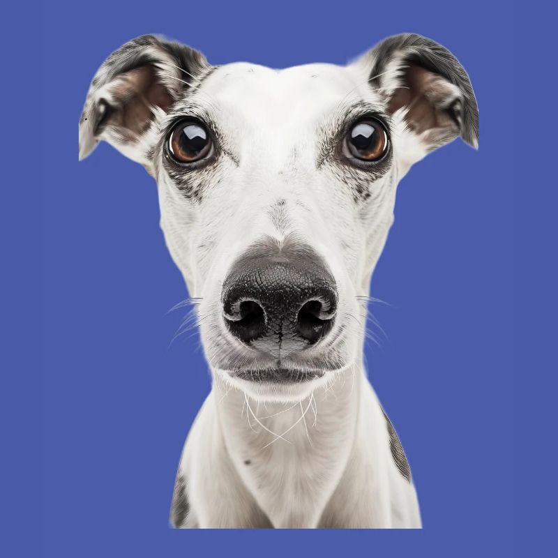 Whippet