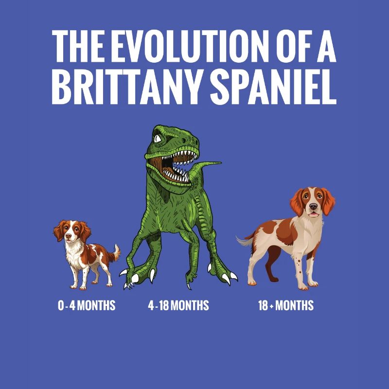 Die Evolution Eines Bretonischen Spaniel-hundes