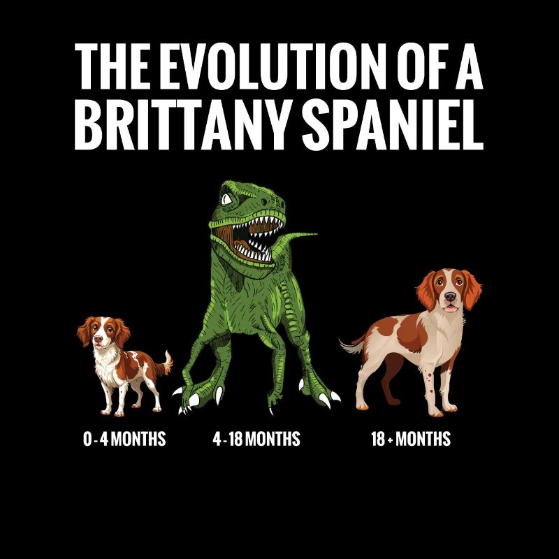 L’évolution d’un chien épagneul breton