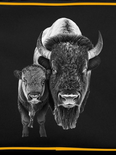 Bison