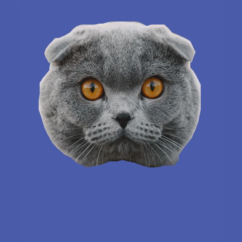 chat