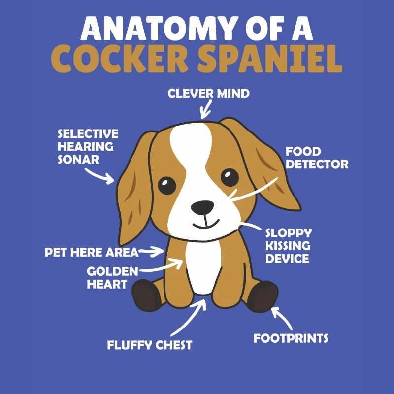 Anatomie eines Cocker Spaniel süße Hunde Welpe