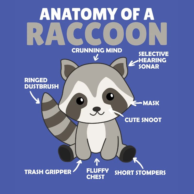 explication du raton laveur doux Anatomie d’un raton laveur