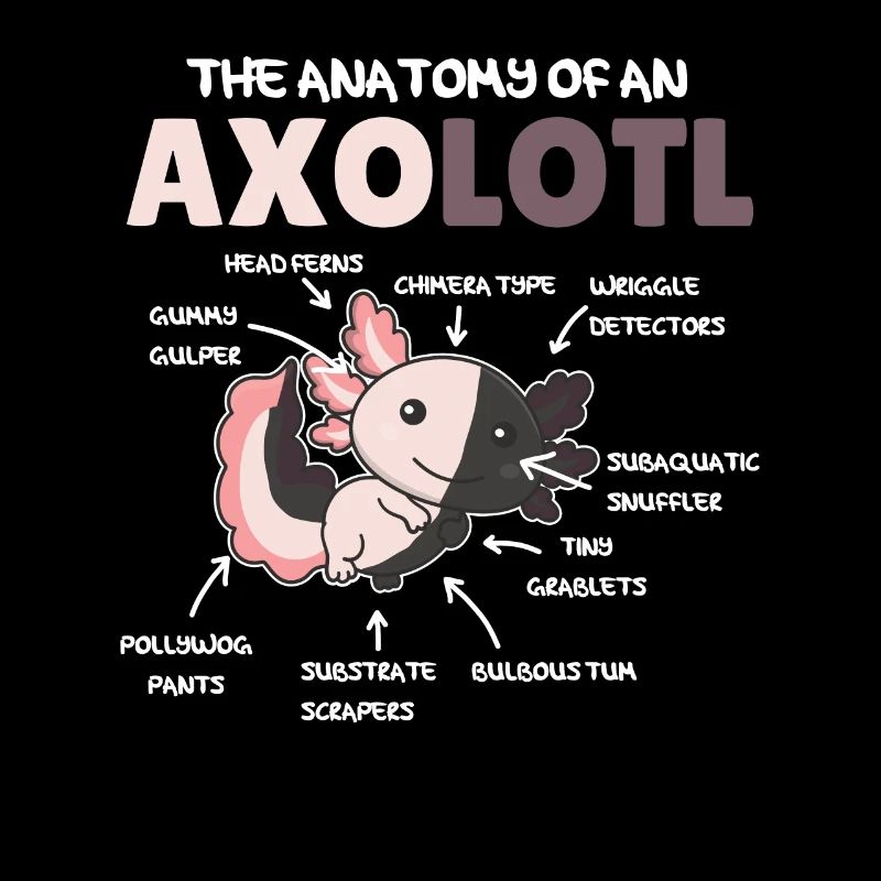 Explication de l’axolotl Anatomie d’un axolotl chimère