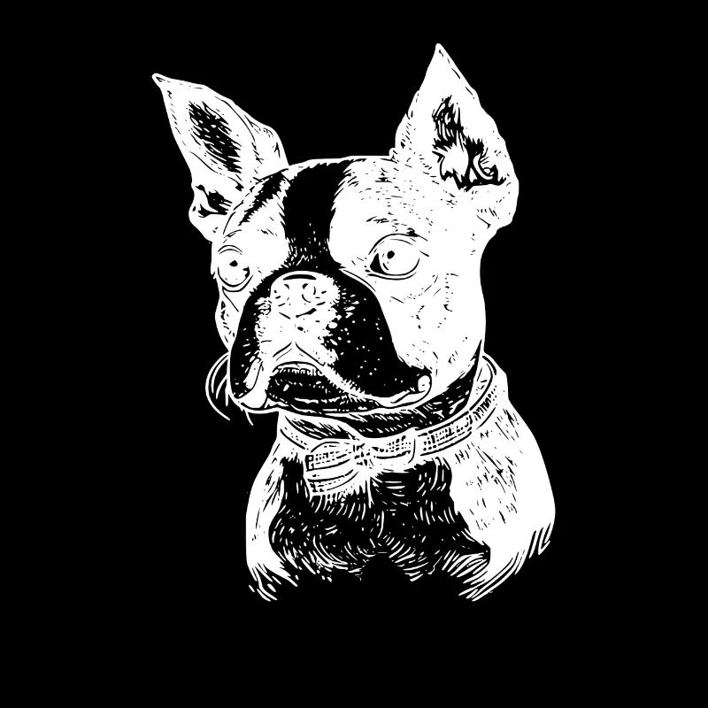 Boston Terrier