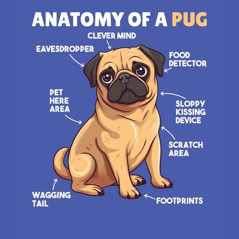 Explication du chien Anatomie d’un carlin