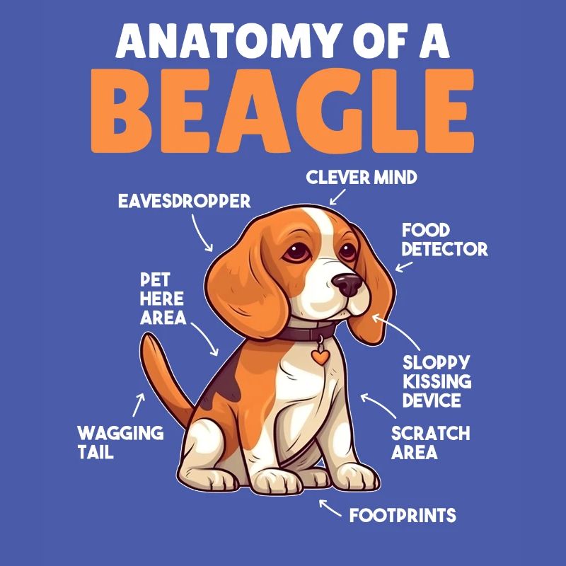 Explication du chien Anatomie d’un beagle