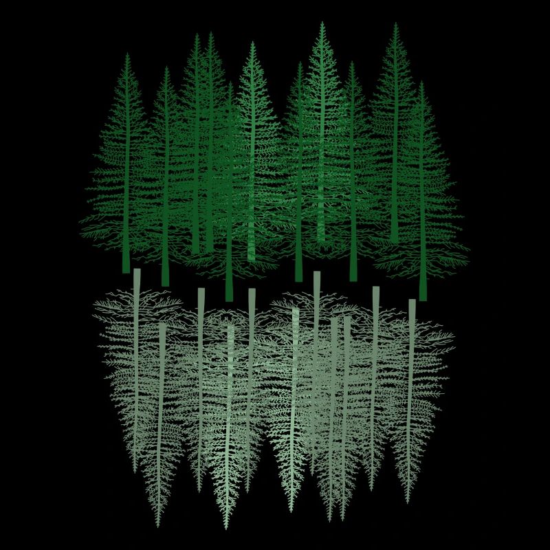 fir forest tree hiking spruce coniferous forest nature
