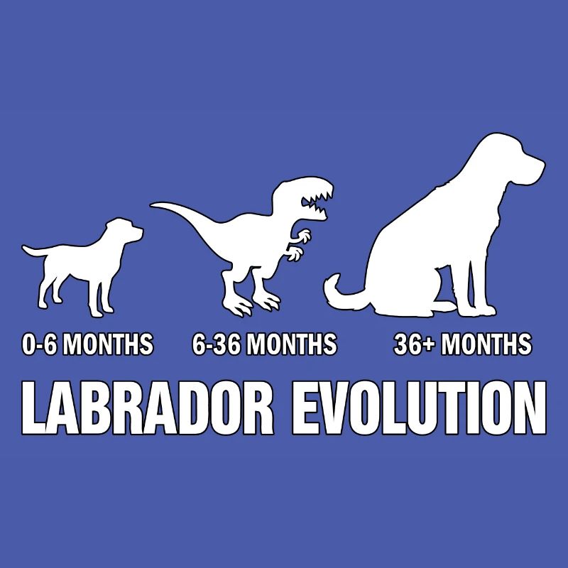 Évolution du Labrador