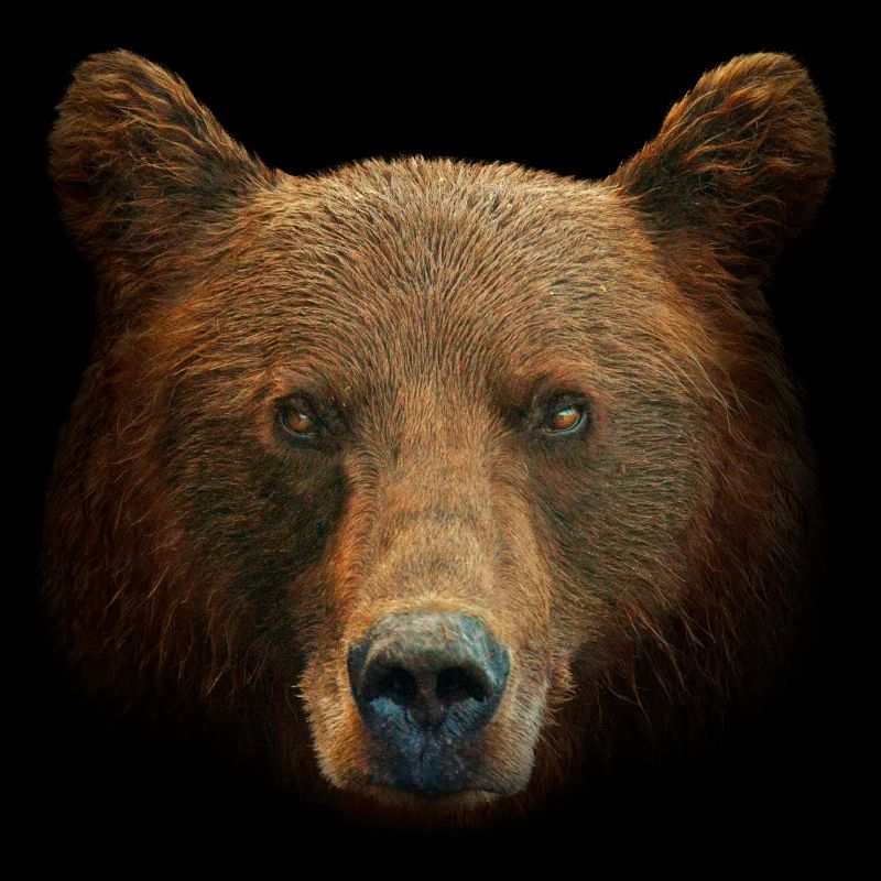 Braunbär Kopf Bär Motiv für Braunbären Team oder