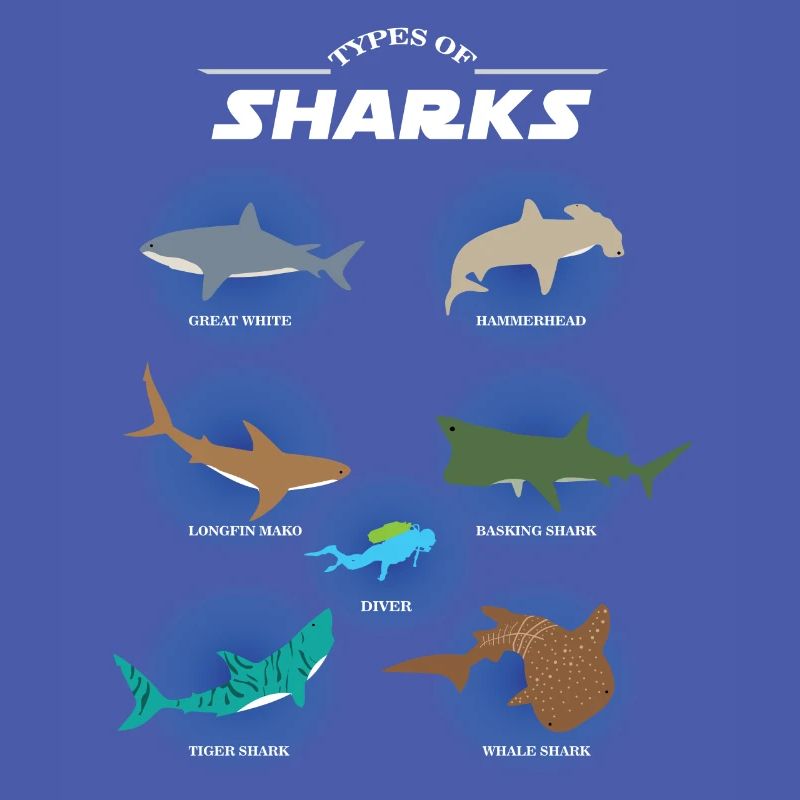 Espèces de requins types de requins, requins marteaux, plongeurs
