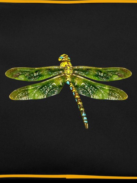 dragon-fly