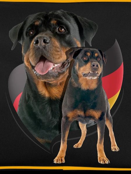 Rottweiler