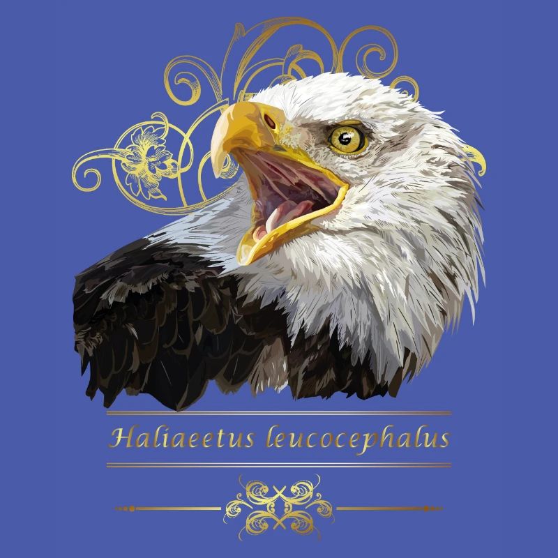 Bald eagle