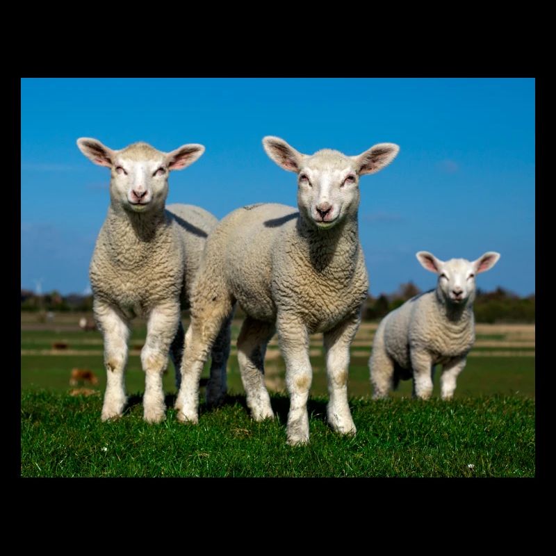 lambs in the pasture