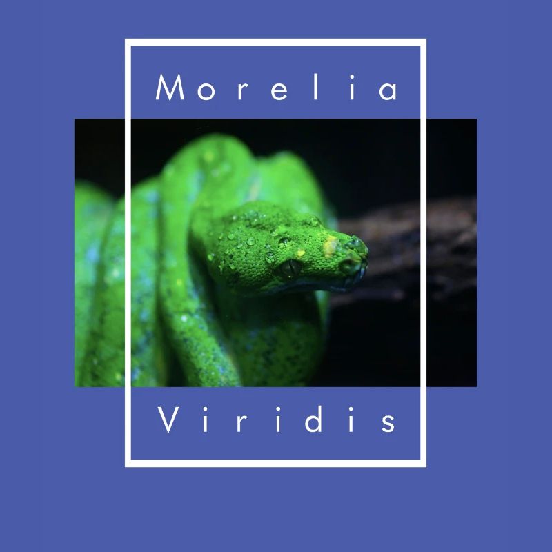 Morelia Viridis Snake Keeper Green Tree Python