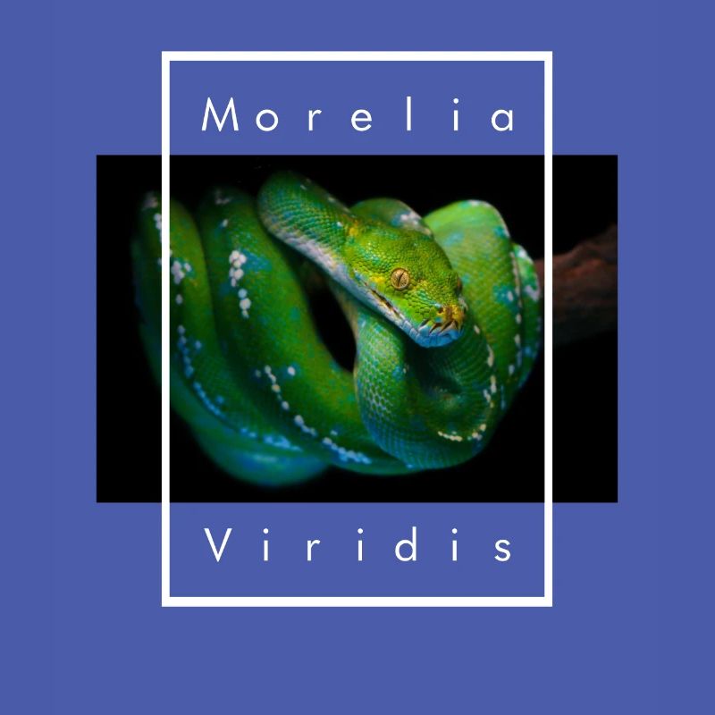 Morelia Viridis Arbre Vert Python Serpent Gardien