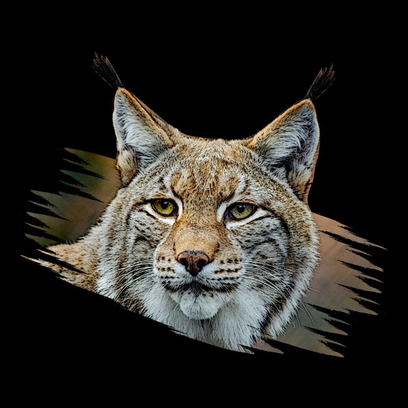 Luchs