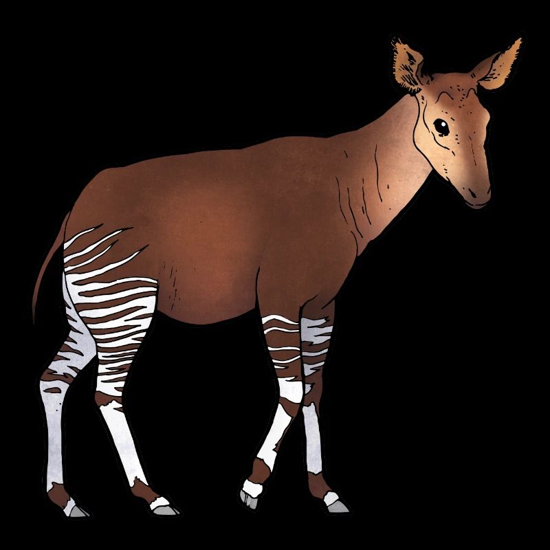 Okapi 02