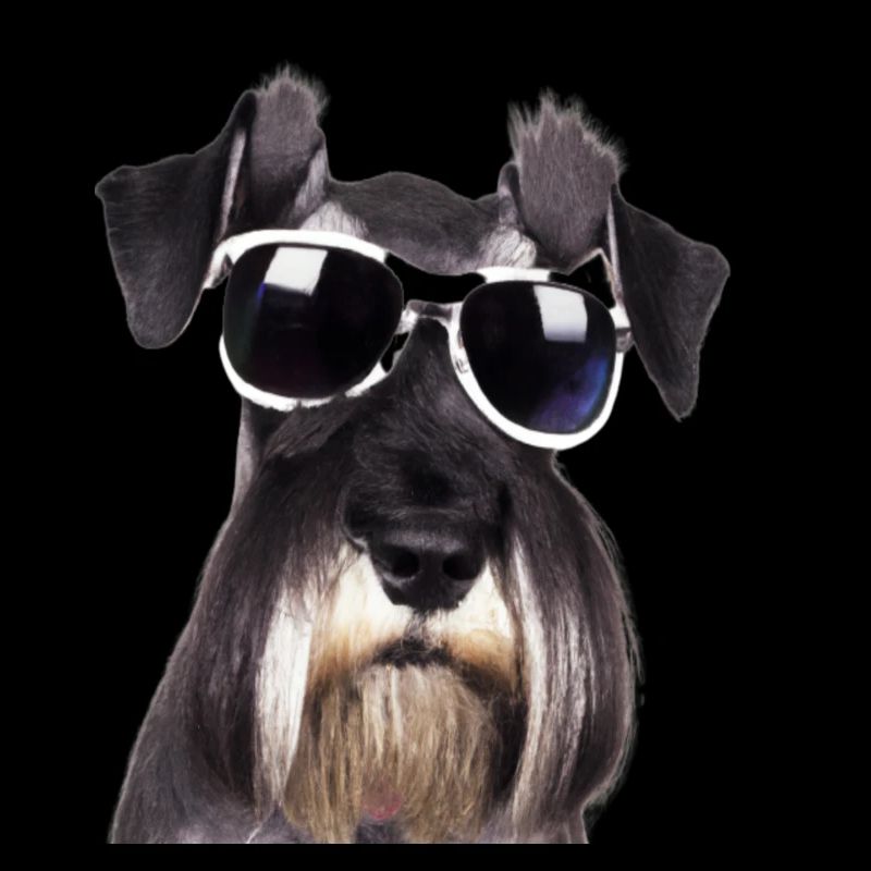 Miniature Schnauzer
