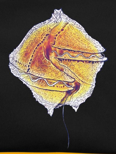 Gonyaulax spinifera