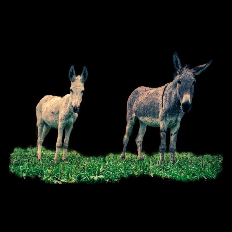 âne - âne