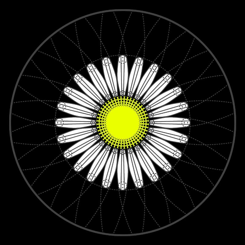 Gänseblümchen - Dunkel