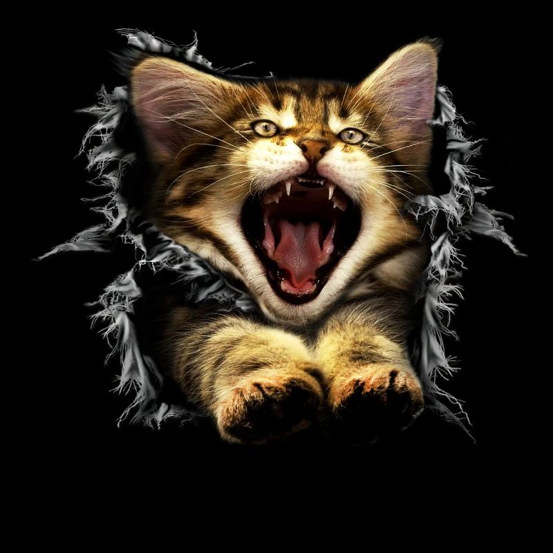 3D Katze