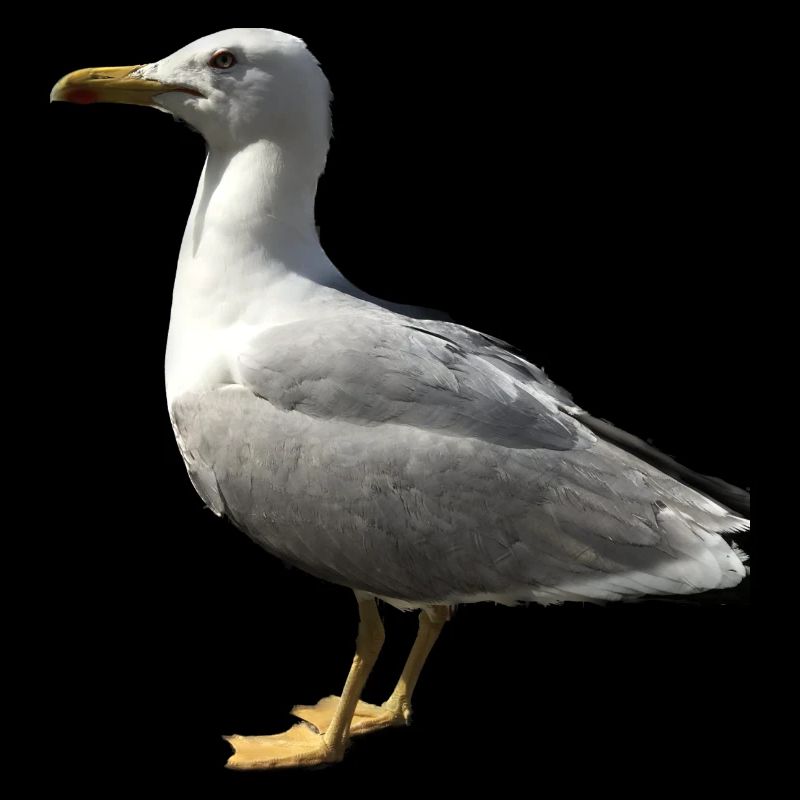 Möwe Vogel Geschenkidee