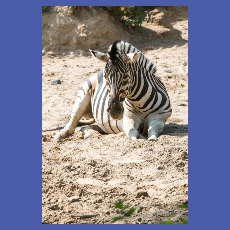 Zebra (auf Deutsch Zebra oder Zebras) Hippotigris