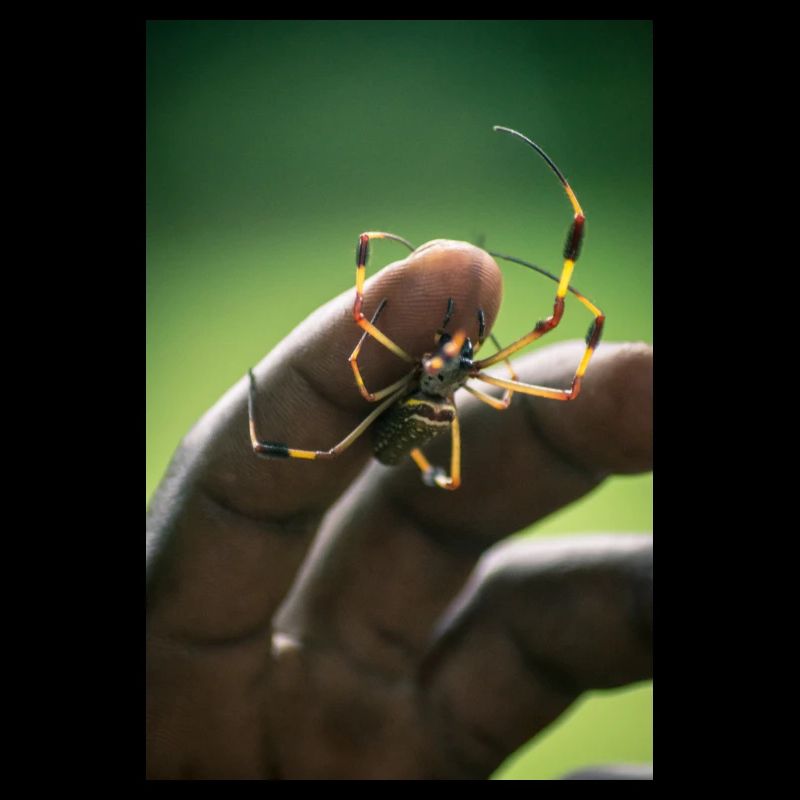 Spinne