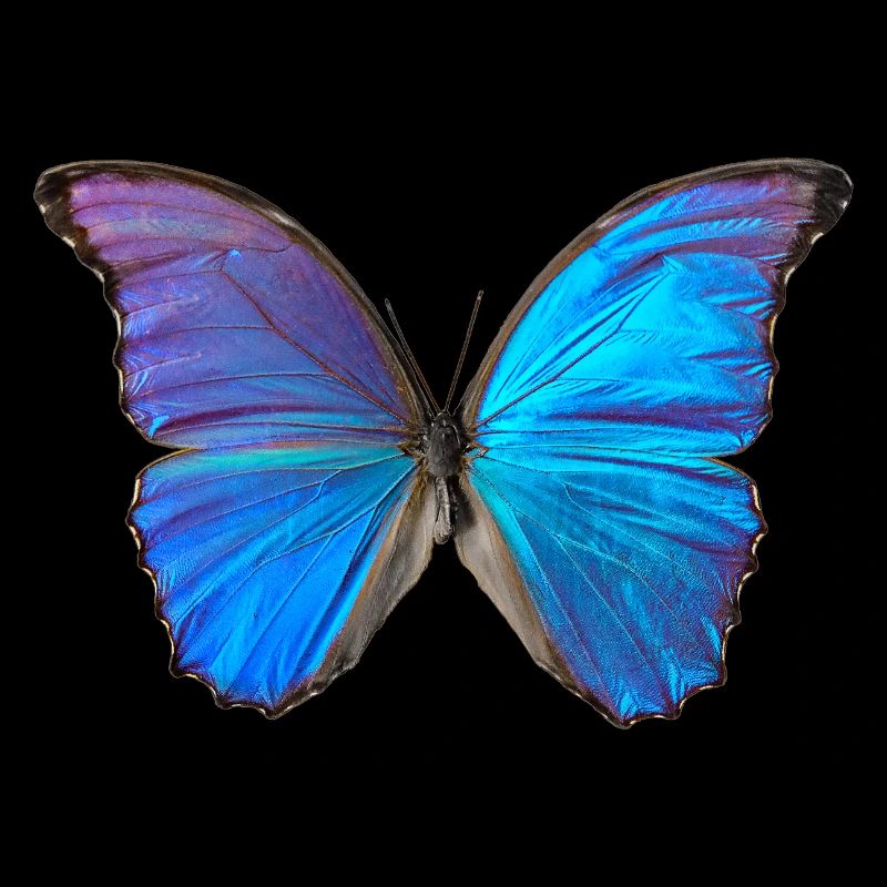 Papillon bleu