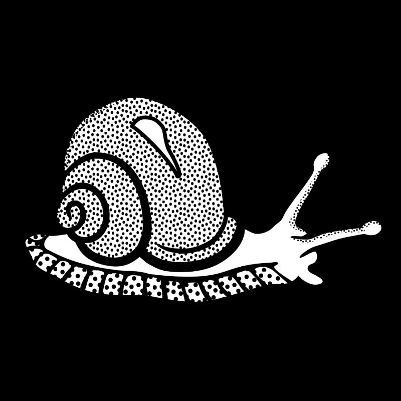 Snail black and withe