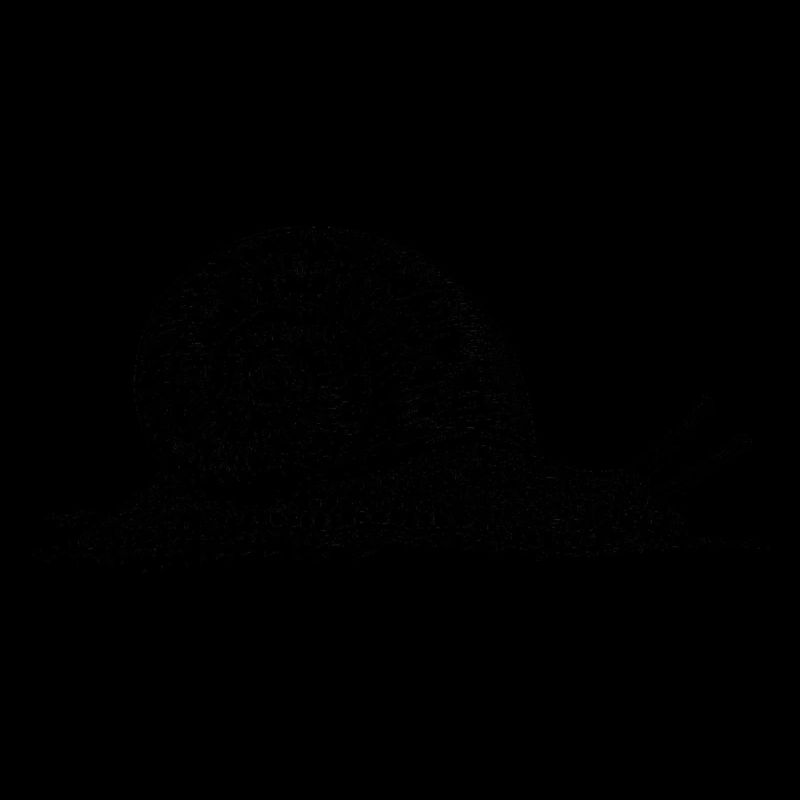 escargot noir et withe