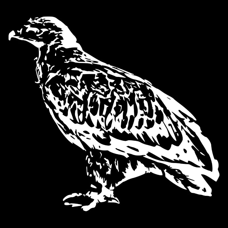 Falken Vogel Vögel