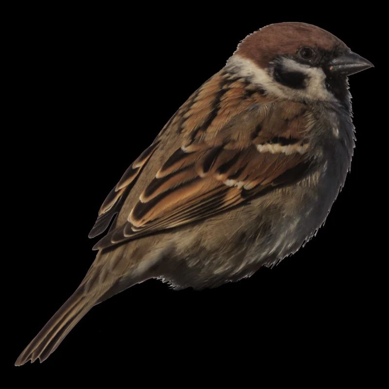 Spatz2